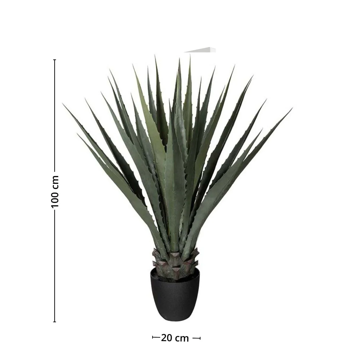 Mr. Plant agave - Image 3
