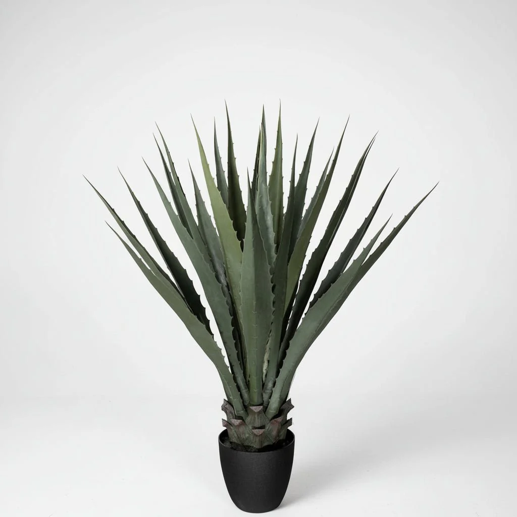 Mr. Plant agave - Image 5