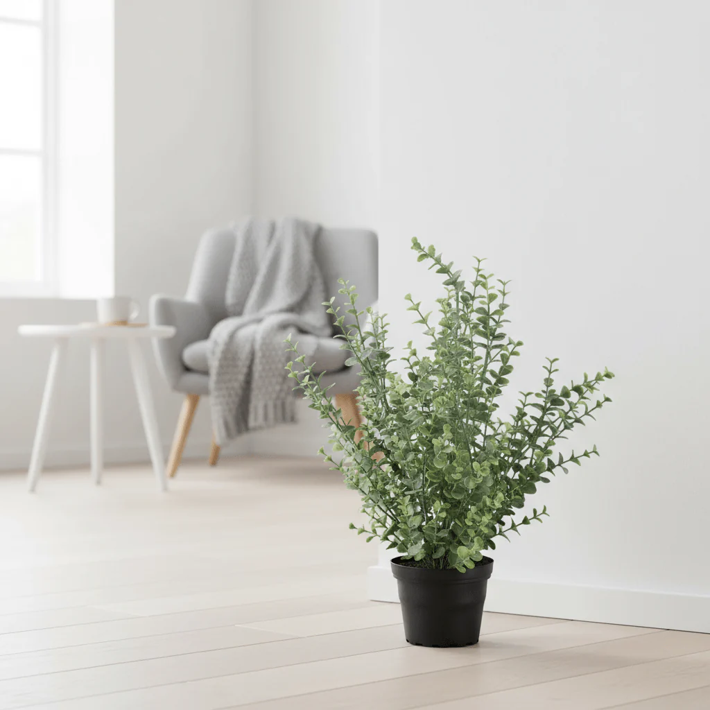 Mr. Plant eucalyptus - Image 3