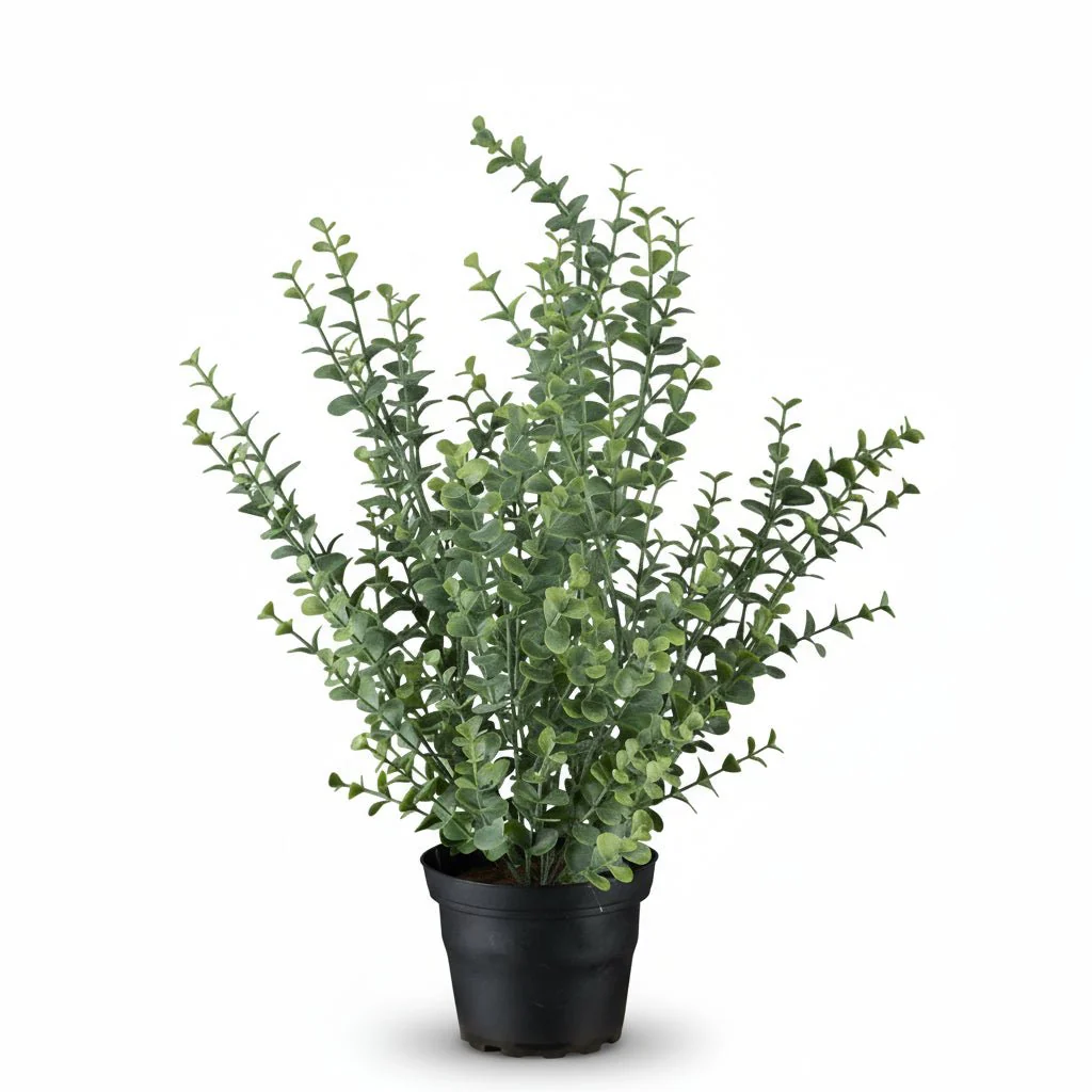 Mr. Plant eucalyptus - Image 4