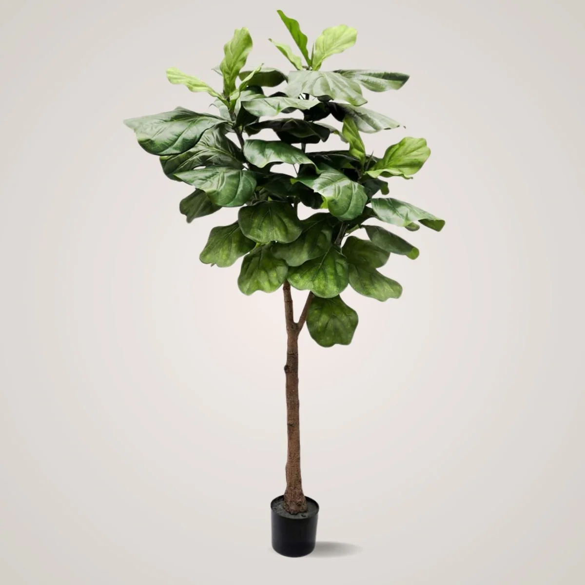 Mr. Plant Fiolfikus 30 cm - Image 4