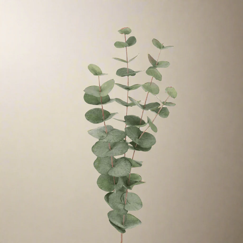 Mr. Plant Eucalyptus 60 cm - Image 5