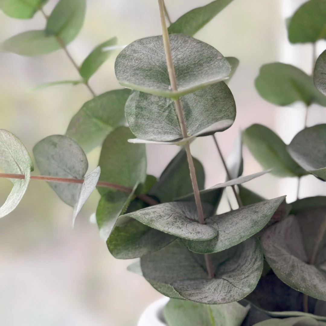 Mr. Plant Eucalyptus 60 cm - Image 6