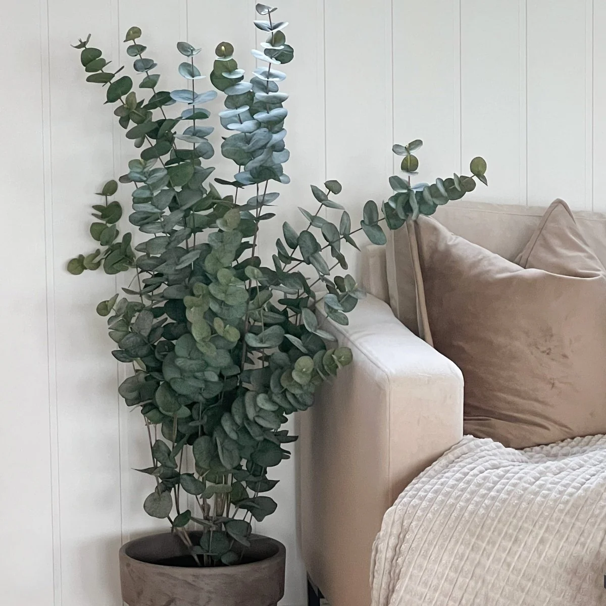 Mr. Plant Eucalyptus 110 cm - Image 8