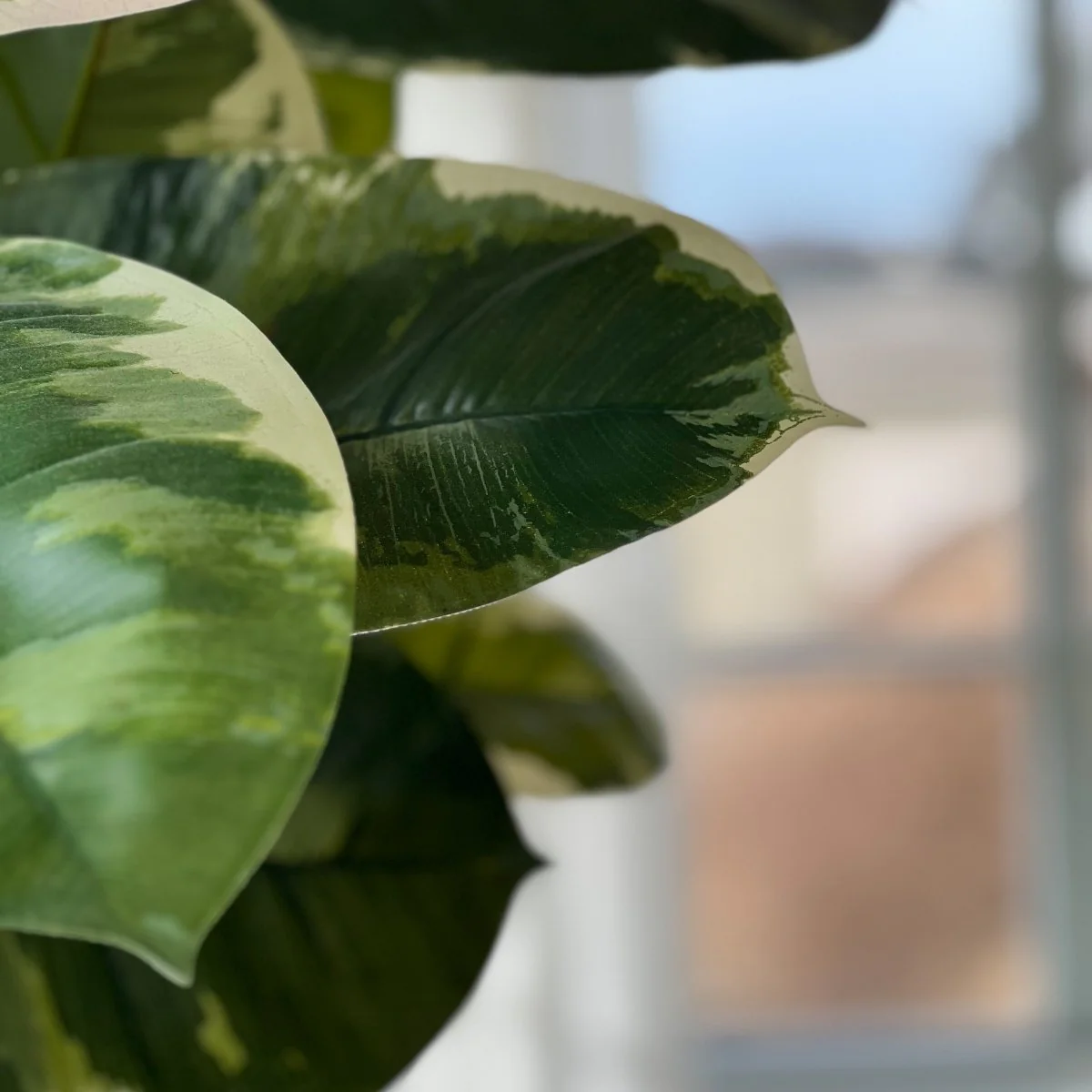 Mr. Plant Fikus Elastica 190 cm - Image 3
