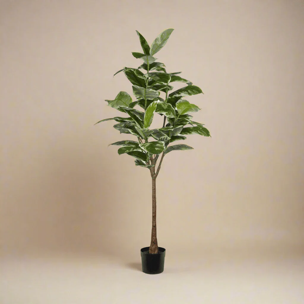 Mr. Plant Fikus Elastica 190 cm - Image 5