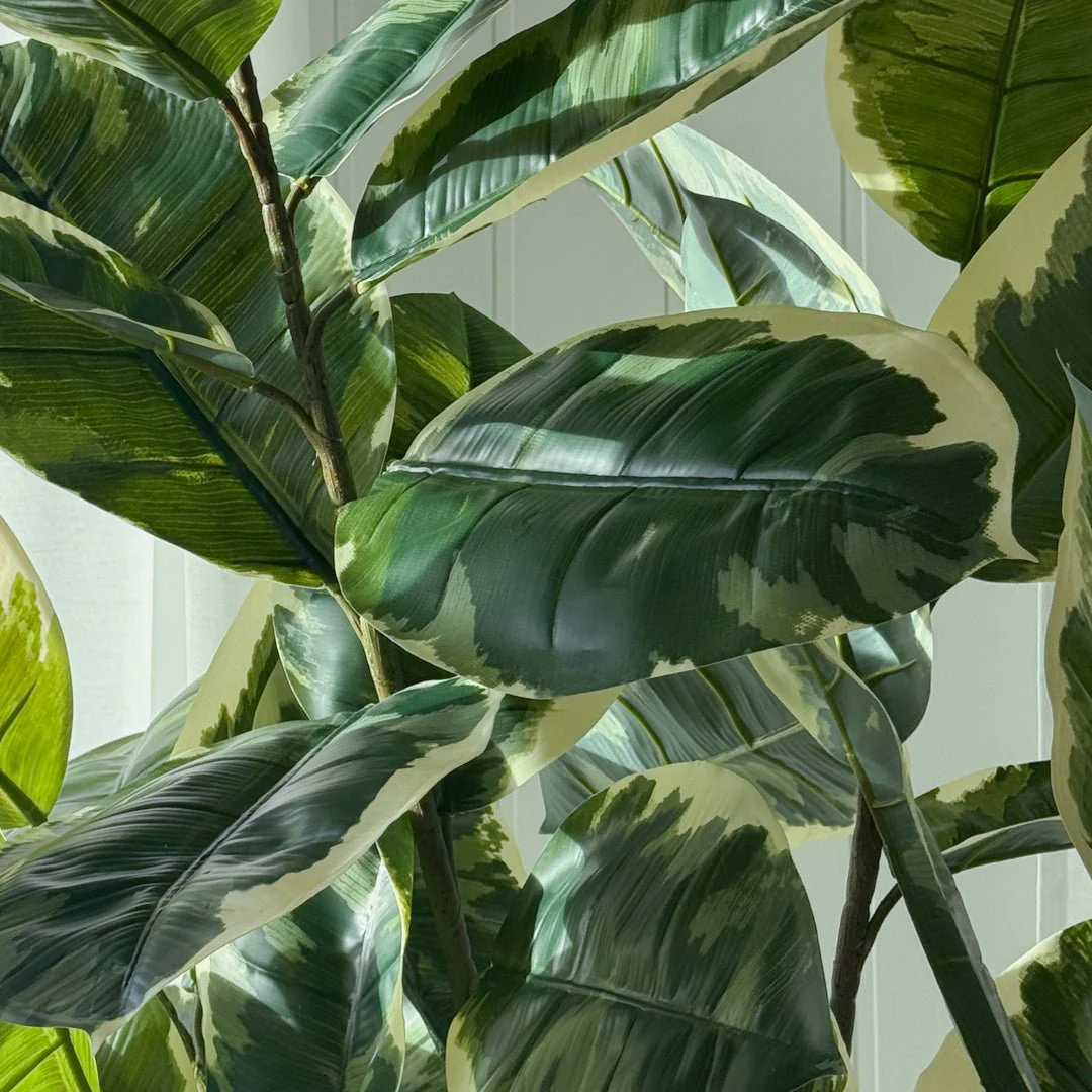 Mr. Plant Fikus Elastica 190 cm - Image 6