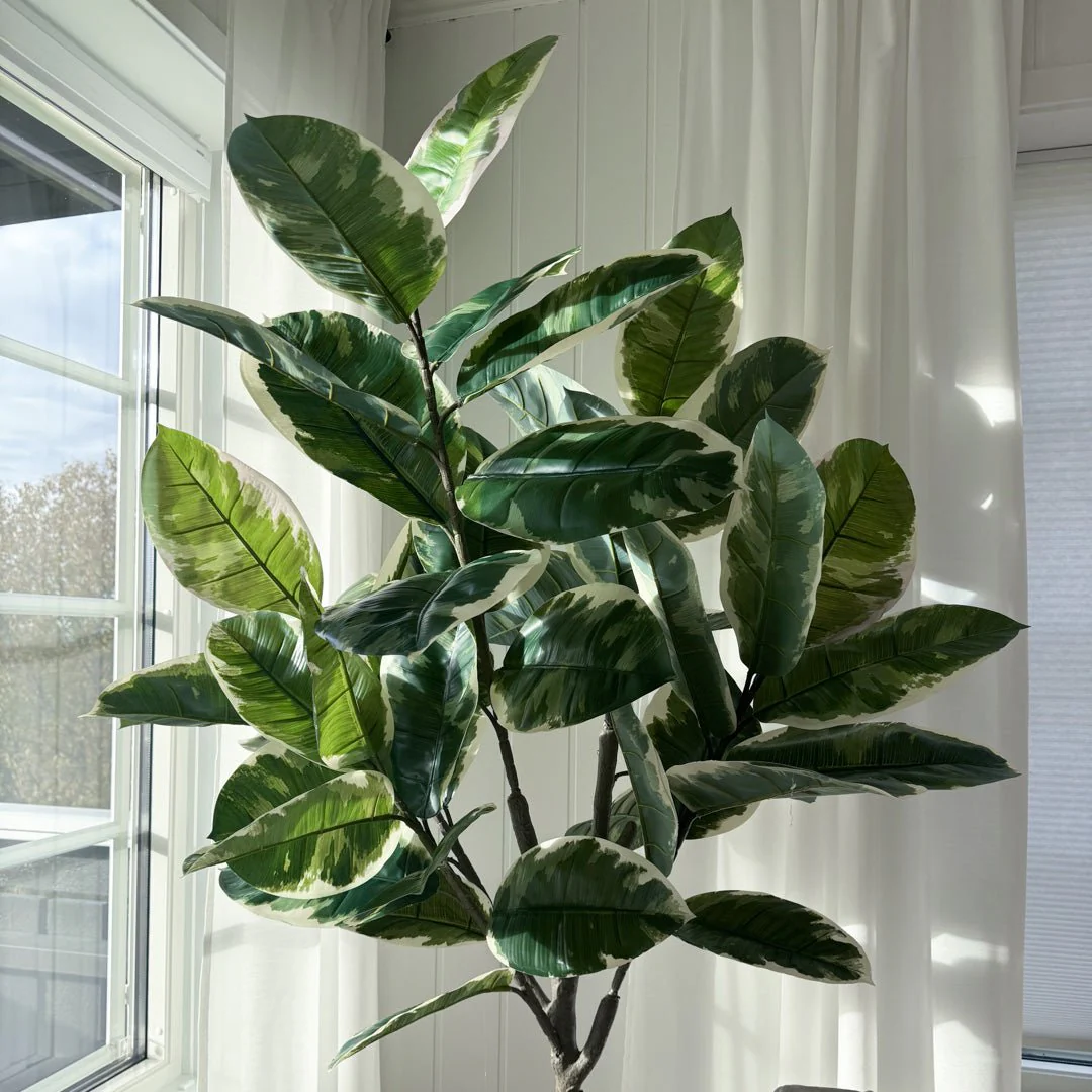 Mr. Plant Fikus Elastica 190 cm - Image 7