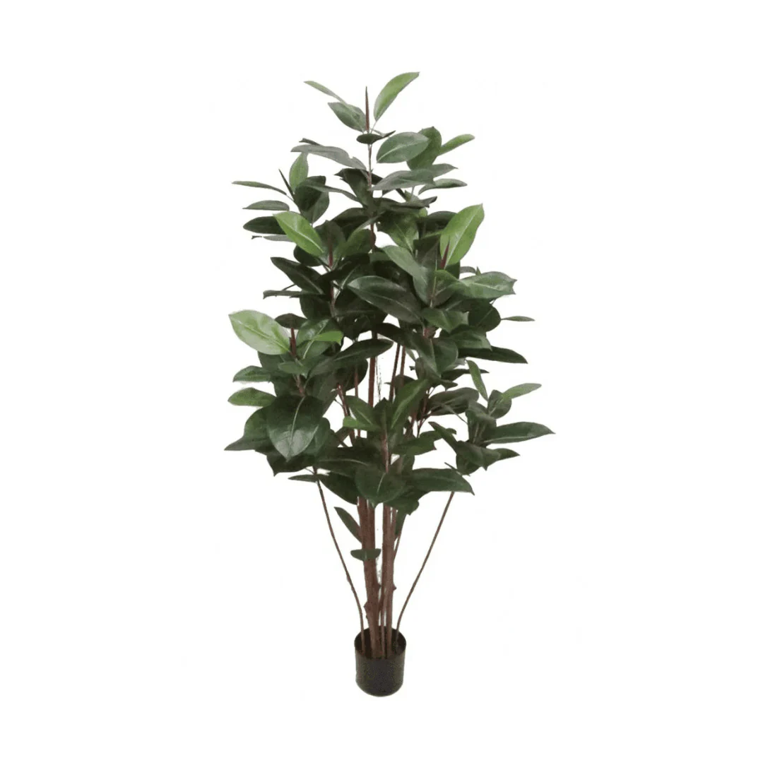 Mr. Plant Fikus Robusta 180 cm - Image 7