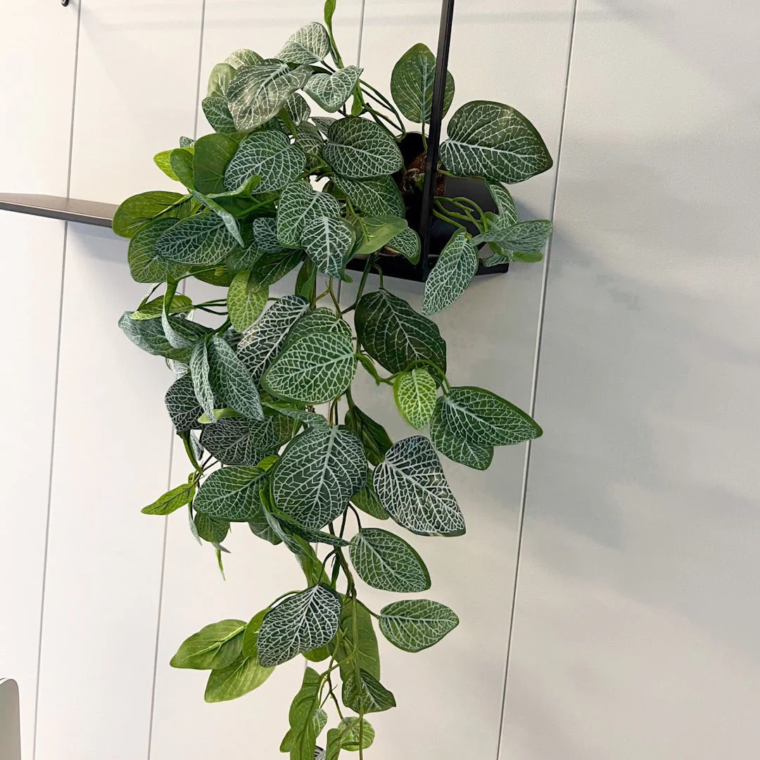 Mr. Plant Fittonia, 50 cm - Image 4