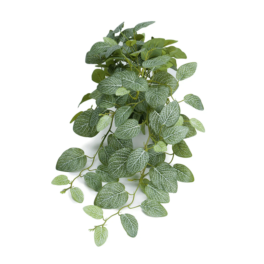 Mr. Plant Fittonia, 50 cm - Image 5