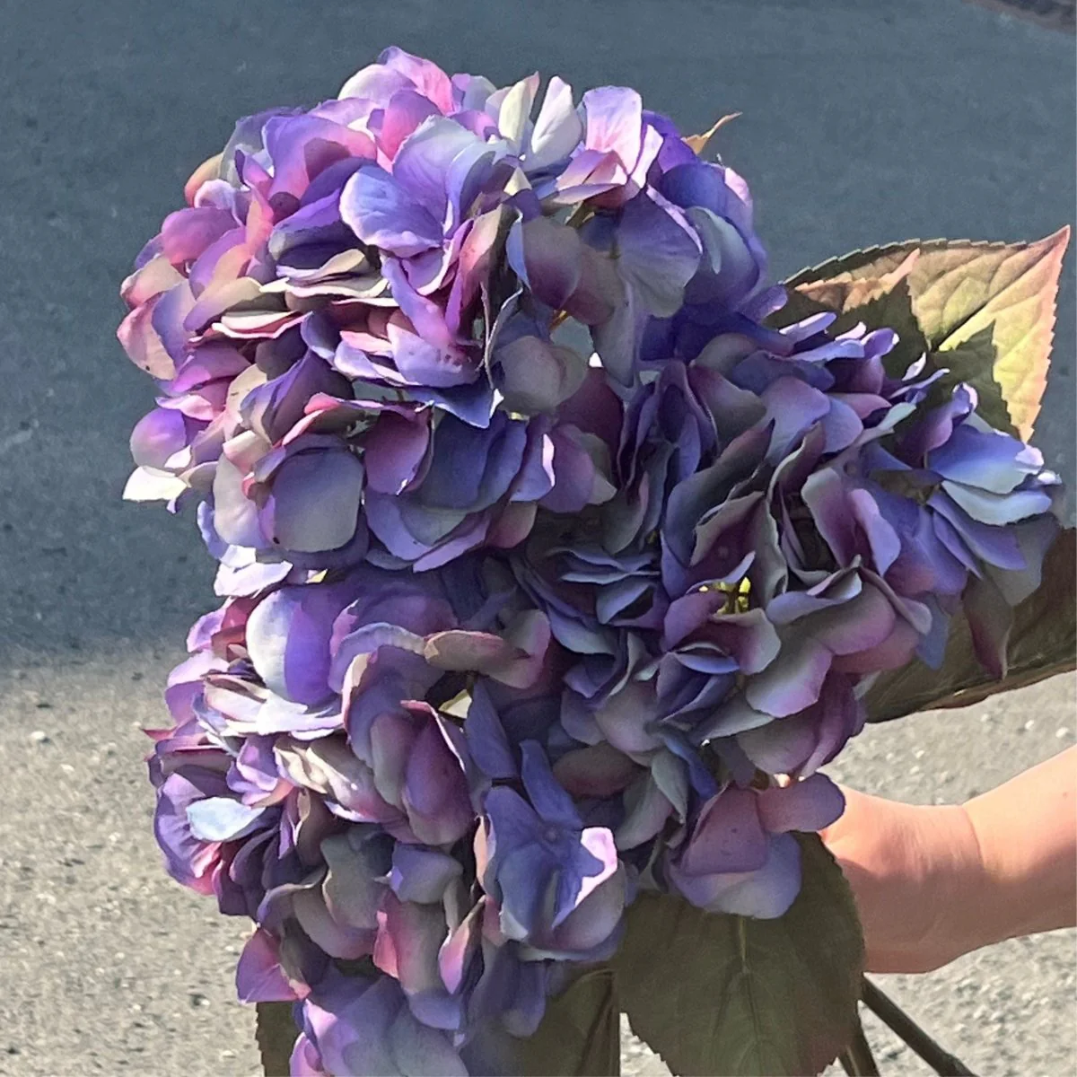 Mr. Plant Hortensia blå/lilla, 65 cm - Image 3