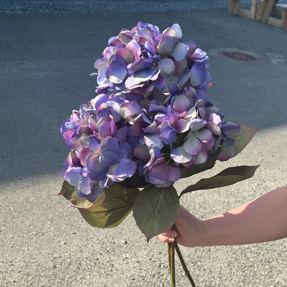 Mr. Plant Hortensia blå/lilla, 65 cm - Image 5