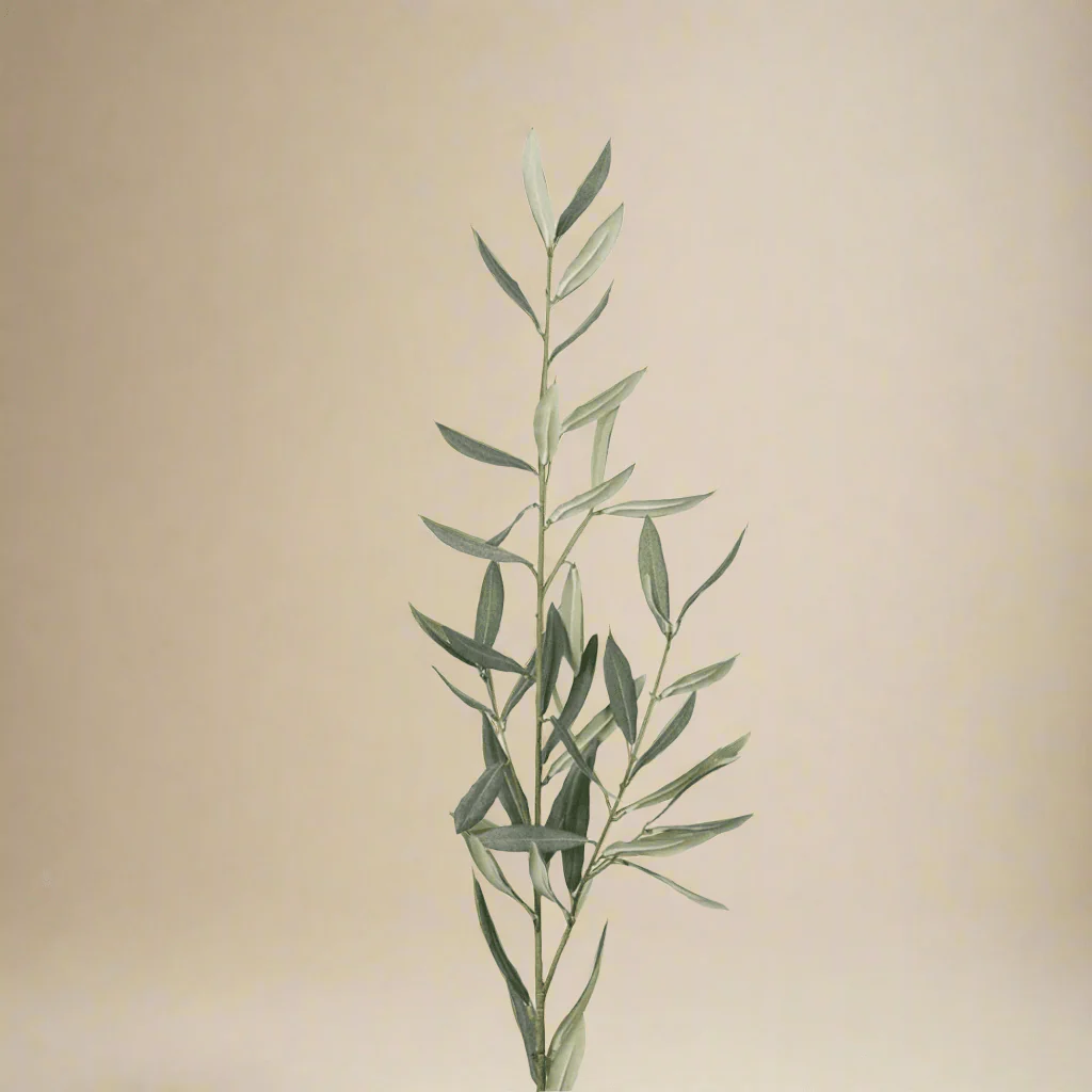 Mr. Plant Olivenkvist 50 cm