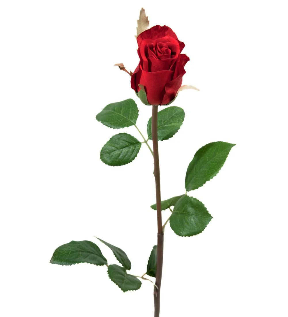 Mr. Plant rose - Image 2