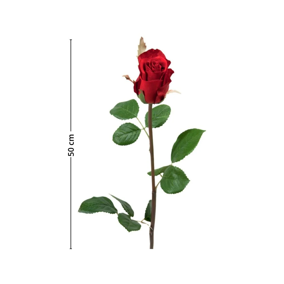 Mr. Plant rose - Image 3