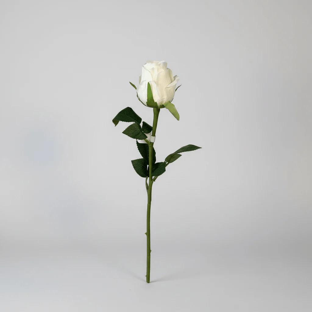 Mr. plant rose hvit - Image 3