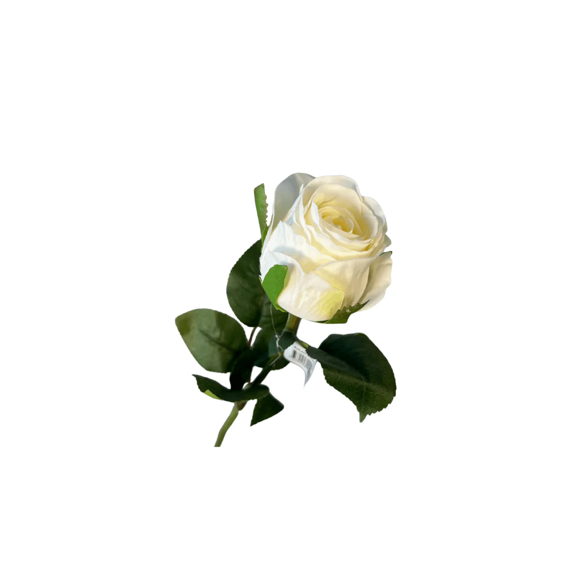 Mr. plant rose hvit - Image 4