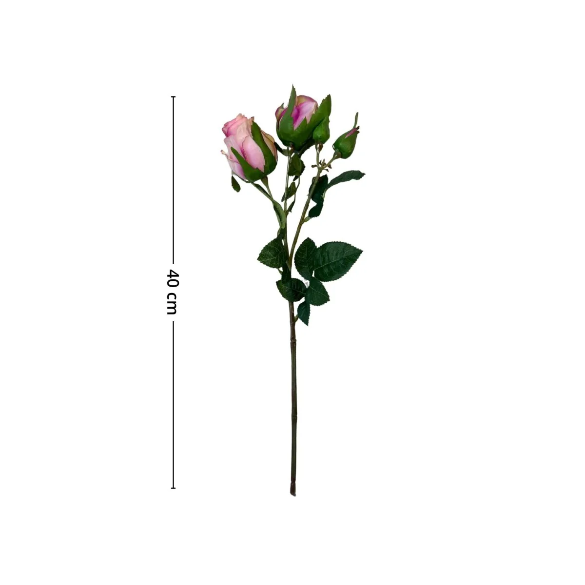 Mr. plant rose rosa - Image 2