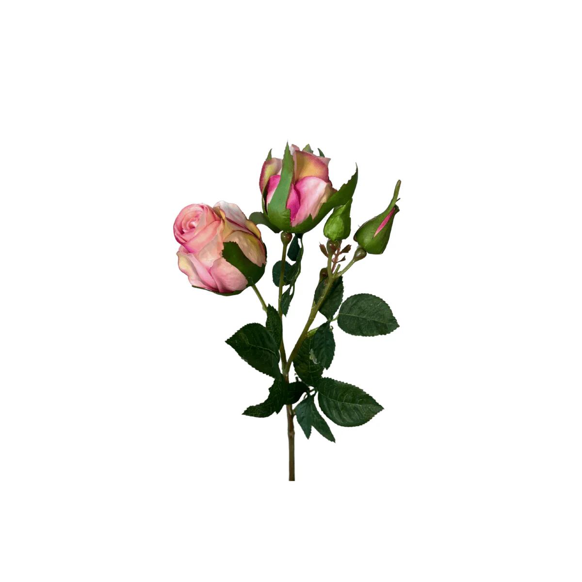 Mr. plant rose rosa - Image 5