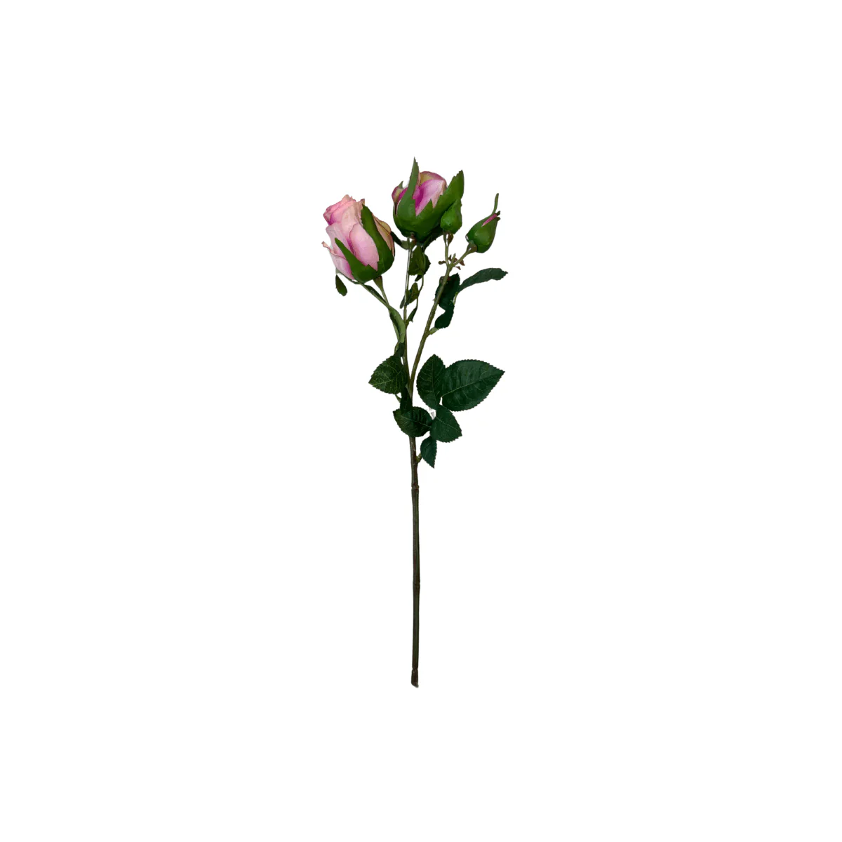 Mr. plant rose rosa - Image 7