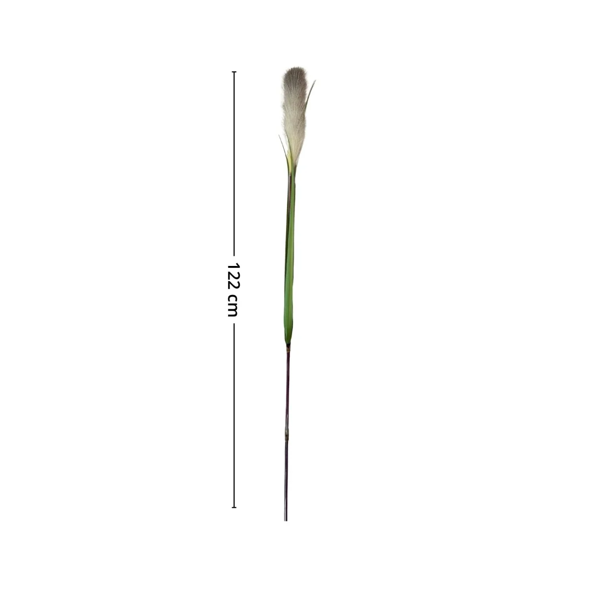 Mr. plant pampasgress 122 cm - Image 3